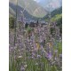 Bossa d’infusió “Flors Alt Pirineu"