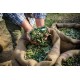 Compra Aceite de Oliva Virgen Extra Online