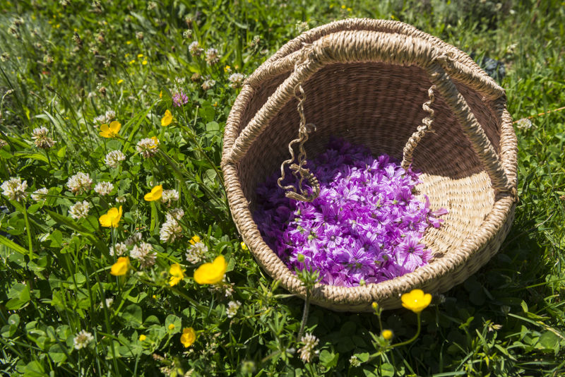 Medical mountain herbs online